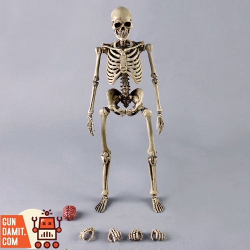 COOMODEL 1/6 BS011 Human Skeleton